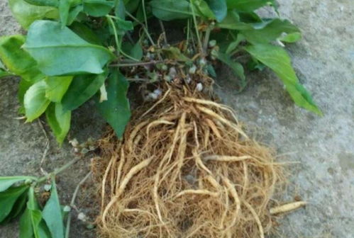 四葉參 市場價(jià)值高昂，農(nóng)民種植意愿為何低迷？