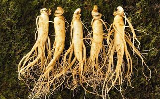 盤點中華九大仙草 還魂草上榜，慈禧太后長壽秘訣的黑參