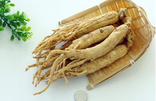 園參、林下山參與西洋參的共同點