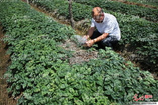 山東榮成 全國參茸產業專家齊聚一堂，為西洋參種植把脈問診