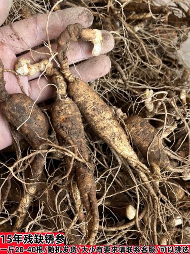 探秘長白山森林人參 從老池底銹參到林下殘次品的收藏價值與鑒別之道
