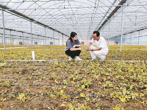 柘榮注入科技，一根參茁壯成長 西洋參產業的現代轉型