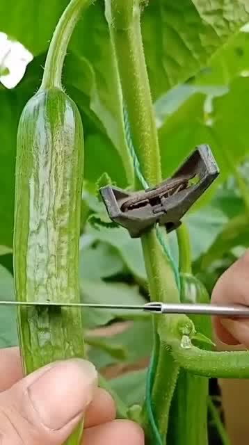 從人參果到黑參 看似高檔的養生食材，其實家庭養護很簡單